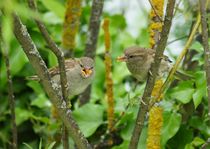 Ulmer Spatz bei der Brutpflege 3 by kattobello