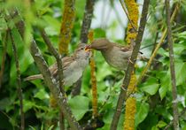 Ulmer Spatz bei der Brutpflege 2 by kattobello