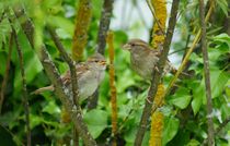 Ulmer Spatz bei der Brutpflege 1 by kattobello