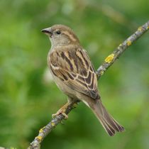 Ulmer Spatz im Grünen by kattobello