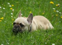 Französische Bulldogge auf der Wiese by kattobello