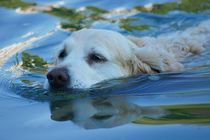 Golden Retriever schwimmt in der Donau von kattobello