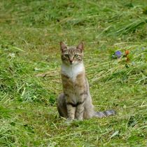 Hauskatze auf der Wiese von kattobello