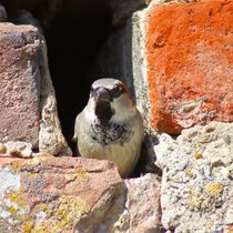 Ulmer Spatz in der Stadtmauer by kattobello