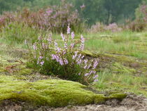 Heideblüte in den Maasdünen-4 von maja-310