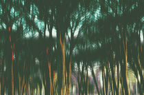 The Woods by Karen Black