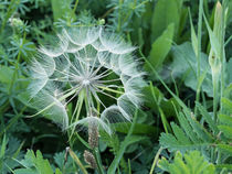 Pusteblume von Christoph  Ebeling