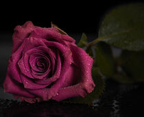 Rote Rose, Rose, red rose von Georg Hirstein