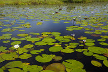 Water lilies, Okavango Delta, Botswana, Africa by Danita Delimont
