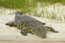 Nile crocodile, Chobe River, Chobe National Park, Kasane, Bo... by Danita Delimont