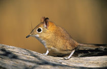 Eastern Rock Elephant Shrew on log, Kgalagadi Transfrontier ... by Danita Delimont