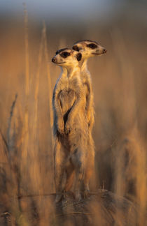 A pair of Suricates standing on a rock at sunset. by Danita Delimont