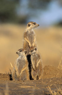 A trio of Suricates sunning themselves at their den. von Danita Delimont