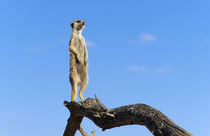 A Suricate sentinel standing on a log. von Danita Delimont