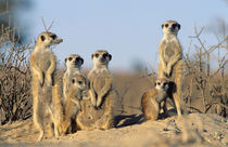 A Suricate family sunning themselves at their den. von Danita Delimont