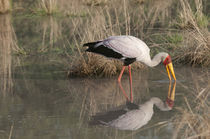 Yellowi-billed Stork Fishing von Danita Delimont