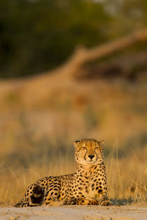 Cheetah at Dawn, Moremi Game Reserve, Botswana von Danita Delimont