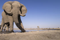 Remote Camera View of African Elephant Bull, Chobe National ... von Danita Delimont