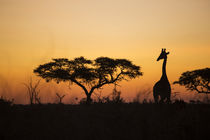 Giraffe at Sunset, Chobe National Park, Botswana von Danita Delimont