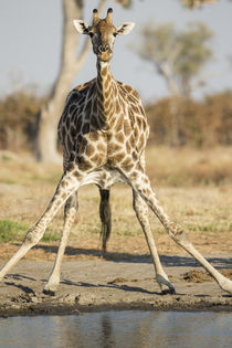 Giraffe Drinking at Water Hole, Chobe National Park, Botswana von Danita Delimont