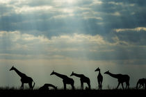 Giraffe Herd, Chobe National Park, Botswana von Danita Delimont