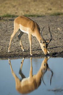 Male Impala Drinking, Chobe National Park,Botswana von Danita Delimont