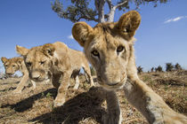 Lion Pride Approaching Camera, Chobe National Park, Botswana von Danita Delimont