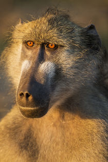 Chacma Baboon, Chobe National Park, Botswana von Danita Delimont