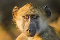 Chacma Baboon Infant, Chobe National Park, Botswana by Danita Delimont