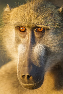 Chacma Baboon, Chobe National Park, Botswana von Danita Delimont