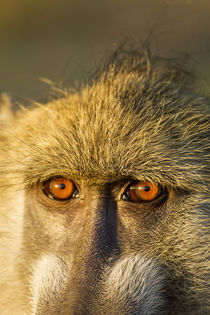 Chacma Baboon’s Eyes, Chobe National Park, Botswana von Danita Delimont