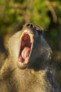 Chacma Baboon Fangs, Chobe National Park, Botswana von Danita Delimont