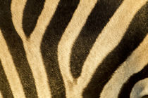 Plains Zebra Stripes, Moremi Game Reserve, Botswana von Danita Delimont