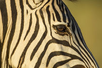 Plains Zebra Eye, Moremi Game Reserve, Botswana by Danita Delimont