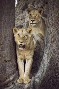 Two lions standing together between trees looking out by Danita Delimont
