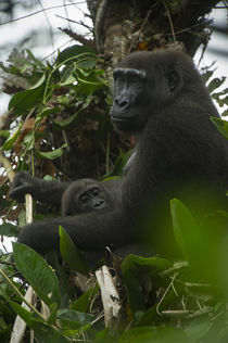 Western lowland gorilla by Danita Delimont