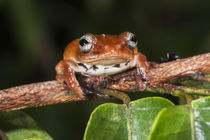 Tree frog by Danita Delimont