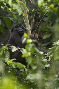 Western lowland gorilla by Danita Delimont