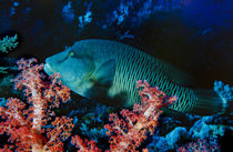 Humphead wrasse with soft corals at Elphinstone Reef, Red Sea, Egypt by Danita Delimont