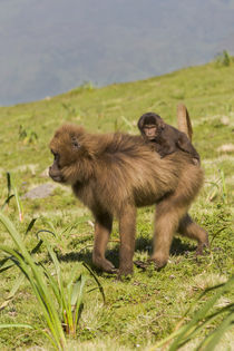 Africa, Ethiopian Highlands, Western Amhara, Simien Mountain... von Danita Delimont