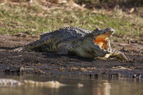 Nile Crocodile,Crocodile Market, Ethiopia von Danita Delimont