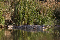 Nile Crocodile,Crocodile Market, Ethiopia von Danita Delimont