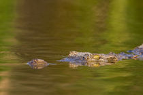 Nile Crocodile,Crocodile Market, Ethiopia by Danita Delimont