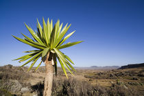 Giant Lobelia, Bale Mts, Ethiopia by Danita Delimont