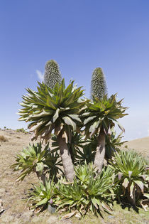 Ethiopian Giant Lobelia von Danita Delimont