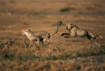 Kenya, Maasai Mara, Pair of cheetahs running . von Danita Delimont
