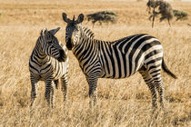 Africa, Kenya, Chyulu Hills, Old Donyo Wuas Lodge, Mbirikani... von Danita Delimont