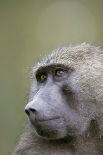 Portrait of adult Olive baboon wet from rain, Lake Nakuru, Kenya. by Danita Delimont