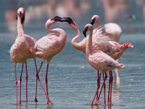 Two male Lesser flamingos compete for a female by snapping t... by Danita Delimont