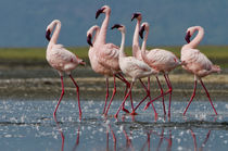 Male lesser flamingos follow a female to compete for her att... by Danita Delimont